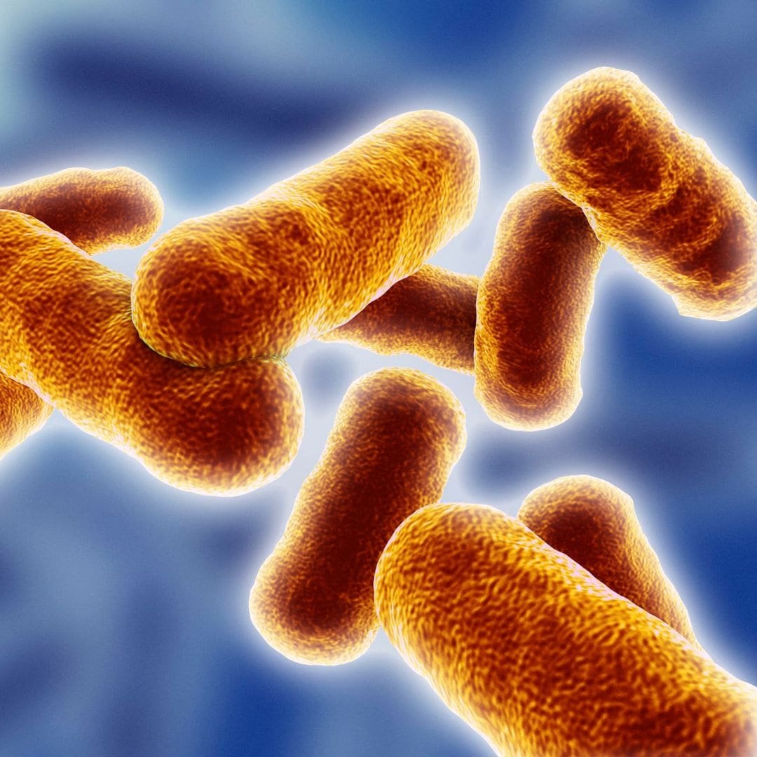 Bacillus Coagulans- Neotonics Skin And Gut ingredients