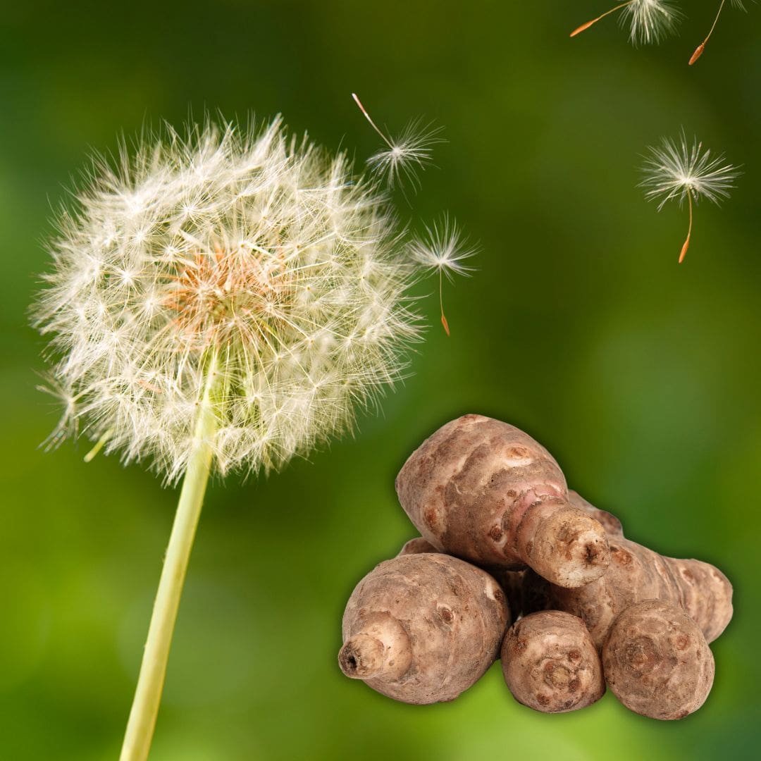 Inulin & Dandelion- Neotonics Skin And Gut ingredients 