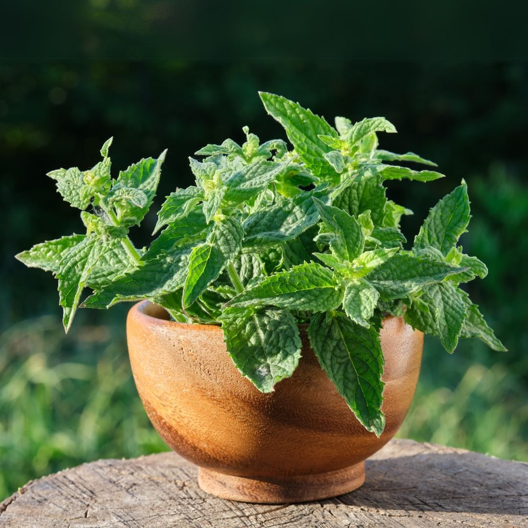 Lemon Balm- Neotonics Skin And Gut ingredients 