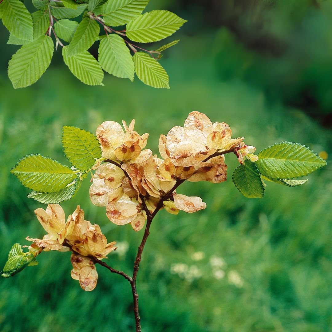 Slippery Elm Bark- Neotonics Skin And Gut ingredients